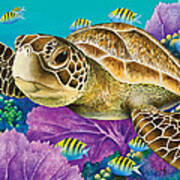 Young Green Sea Turtle Art Print