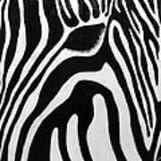 Zebra 13 Art Print