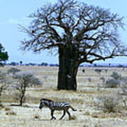Zebra Baobab Tree Art Print
