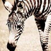 Zebra Foal Sepia Tones Art Print