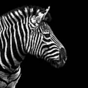 Zebra In Black And White Art Print
