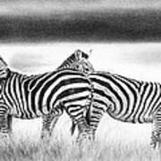 Zebra Panarama Art Print