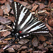 Zebra Swallowtail Butterfly Art Print