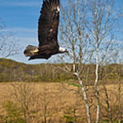 Eagle Circleing Her Nest Art Print