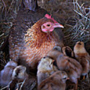 0706-0060 Mother Hen Art Print