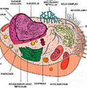 Animal Cell Diagram #1 Art Print