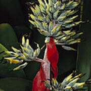 Atlantic Forest Bromeliad Brazil #2 Art Print