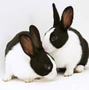 Baby Black-and-white Dutch Rabbits #1 Art Print