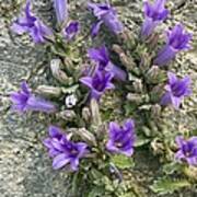 Bellflower (campanula Topaliana) #1 Art Print