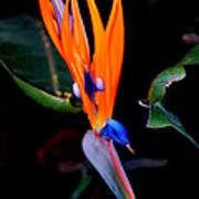 Bird Of Paradise Flower #1 Art Print