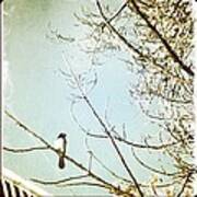 Bird On A Branch #1 Art Print