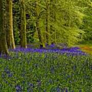 Bluebell Wood #1 Art Print