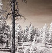 Bryce Canyon Infrared Trees #1 Art Print