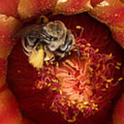 Cactus Bee Diadasia Sp Feeding #1 Art Print