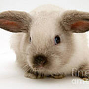 Colorpoint Baby Lop Rabbit #1 Art Print