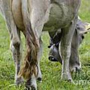 Cow Eating Grass #1 Art Print