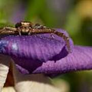 Crab Spider In A Violet #1 Art Print