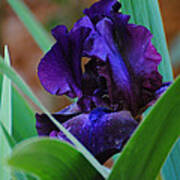 Dark Purple Iris Art Print