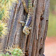 Desert Spiney Lizard #1 Art Print