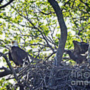 Eagle's Nest With Junior #1 Art Print