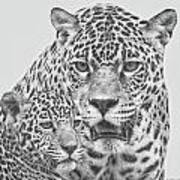 Female Jaguar And Cub #1 Art Print