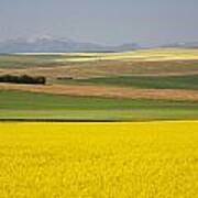 Flowering Canola Fields Mixed With #1 Art Print