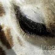 Giraffe Eye Art Print