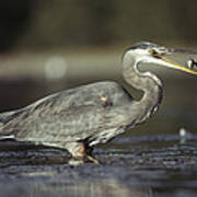 Great Blue Heron With Captured Fish #1 Art Print