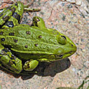 Green Frog #2 Art Print