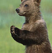 Grizzly Bear Cub Playing Katmai #1 Art Print