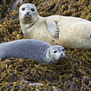 Harbor Seal Mother And Pup Katmai #1 Art Print