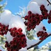 Hawthorn Berries In The Snow #1 Art Print