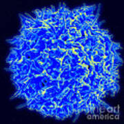 Healthy Human T Cell, Sem Art Print