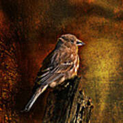 House Finch With Sunflower Seed #1 Art Print
