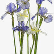 Irises In Blue And Yellow Art Print
