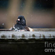 Junco In The Birdbath #1 Art Print