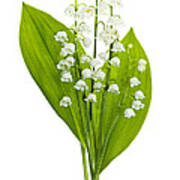 Lily-of-the-valley Flowers #4 Art Print