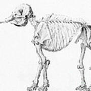 Mastodon Skeleton #1 Art Print