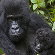 Mountain Gorilla And Baby Rwanda #2 Art Print