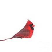 Northern Cardinal #1 Art Print