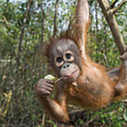 Orangutan 2yr Old Infant Playing #1 Art Print