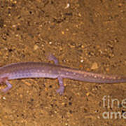 Ozark Blind Cave Salamander #1 Art Print