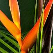 Photograph Of A Parrot Flower Heliconia #1 Art Print