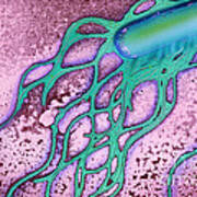 Salmonella Bacterium Art Print