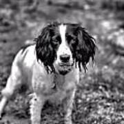 Lady The Springer Spaniel Art Print