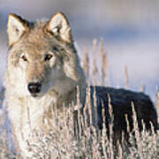 Timber Wolf Portrait North America #1 Art Print