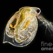 Water Flea, Lm #1 Art Print