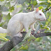 White Squirrel #1 Art Print