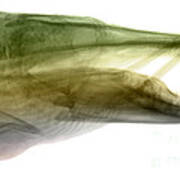 X-ray Of Muskie #1 Art Print