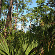 11- Everglades Forest Art Print